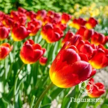Тюльпан Амберглоу Триумф 3 шт