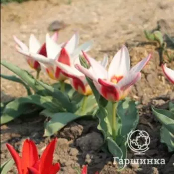 Тюльпан Анцилла Кауфмана