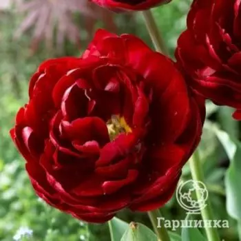 Тюльпан Анкл Том (Дядя Том) махровый 4шт