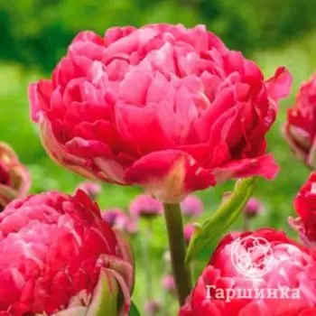 Тюльпан Ап Пинк махровый 5шт