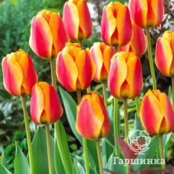 Тюльпан Апельдорн 5шт