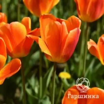 Тюльпан Апельдорн Элит Дарвина 5шт