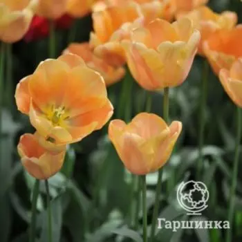 Тюльпан Априкот Фокс Триумф 5 шт