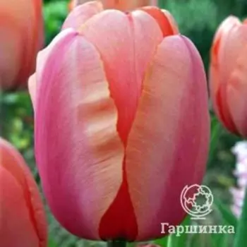 Тюльпан Априкот Импрешн Дарвина 5шт
