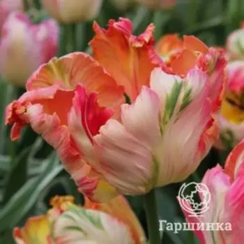 Тюльпан Априкот Пэррот попугайный 4шт