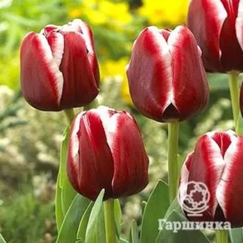 Тюльпан Армани Триумф 5шт