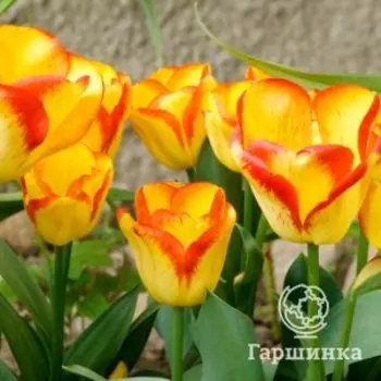 Тюльпан Аутбрейк Триумф 3 шт