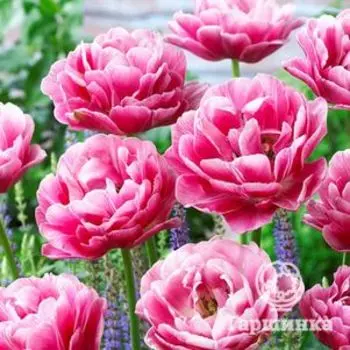 Тюльпан Авейрон 5 шт