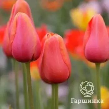 Тюльпан Авиньон простой поздний 5шт
