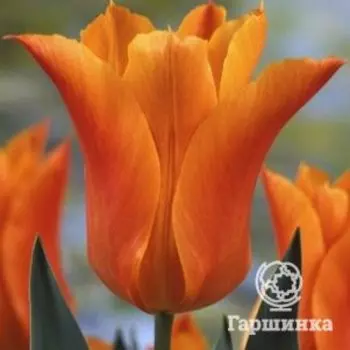 Тюльпан Баллада Оранж лилиецветный 5шт.