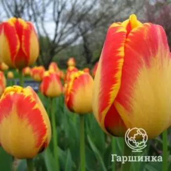 Тюльпан Баня Лука Дарвина 5шт
