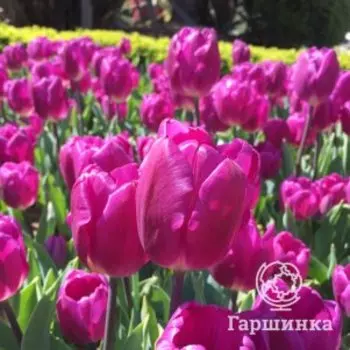 Тюльпан Барселона Триумф 3 шт
