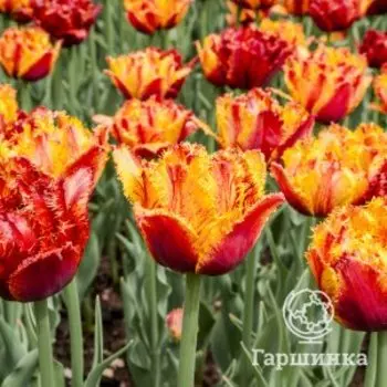 Тюльпан Бастия бахромчатый 3 шт