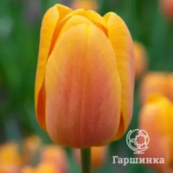 Тюльпан Бельвиль Триумф 3 шт