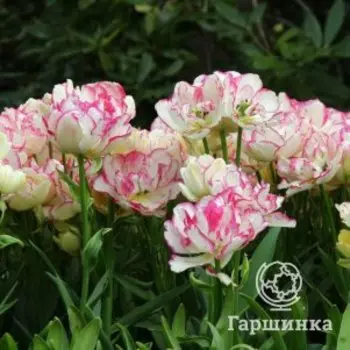 Тюльпан Белисия многоцветковый 4шт