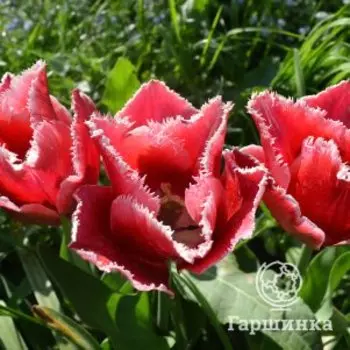 Тюльпан Белл Сонг бахромчатый 5шт