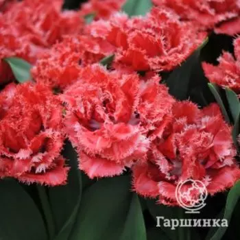 Тюльпан Бендиго бахромчатый 3 шт