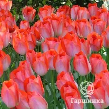 Тюльпан Биг Чиф (Большой начальник) 5шт