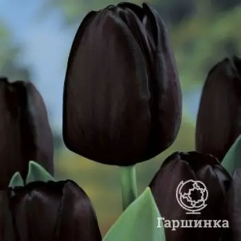Тюльпан Блэк Джек Триумф 5шт.