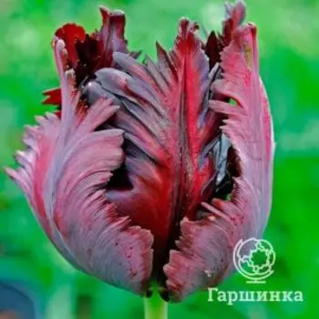 Тюльпан Блэк Пэррот попугайный 5шт