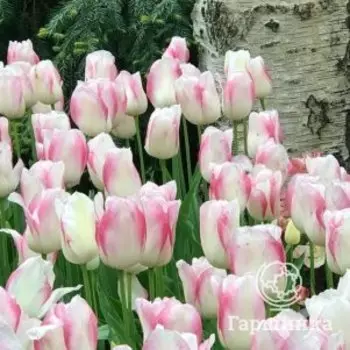 Тюльпан Блашинг Герл поздний 5шт.