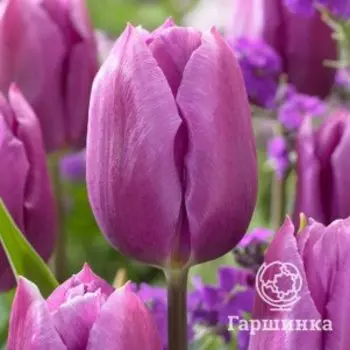 Тюльпан Блю Бьюти Триумф 5 шт