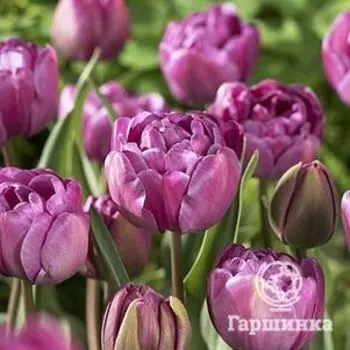 Тюльпан Блу Даймонд махровый 5шт.