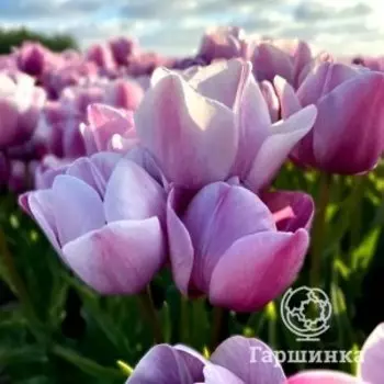 Тюльпан Блу Хевен многоцветковый 5шт