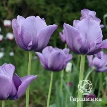 Тюльпан Блу Эмайбл поздний 5шт.