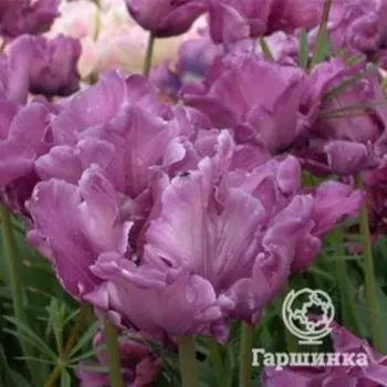 Тюльпан Блу Пэррот попугайный 5шт