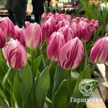 Тюльпан Боджанглс Триумф 3 шт