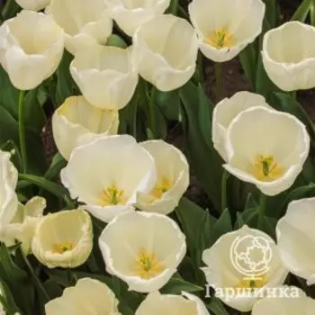 Тюльпан Болроял Силвер 5 шт