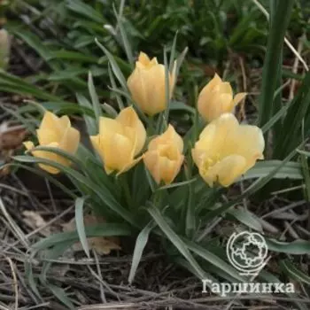 Тюльпан Брайт Гем карликовый 5 шт