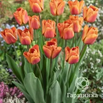 Тюльпан Браун Шугар Триумф 5шт.