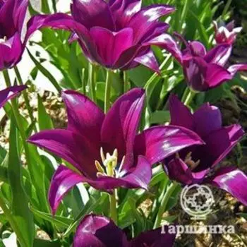 Тюльпан Бургунди лилиецветный 5шт