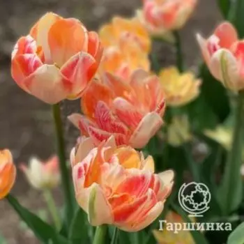 Тюльпан Чарминг Бьюти махровый поздний 5 шт