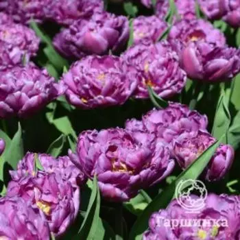 Тюльпан Дабл Негрита махровый поздний 5шт