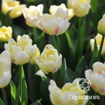 Тюльпан Дабл Шейк махровый поздний 4 шт