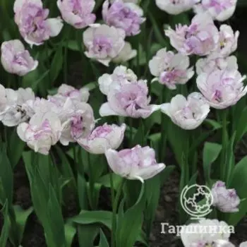 Тюльпан Дабл Ширли махровый поздний 4 шт