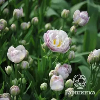 Тюльпан Дабл Сюрприз махровый поздний 3 шт