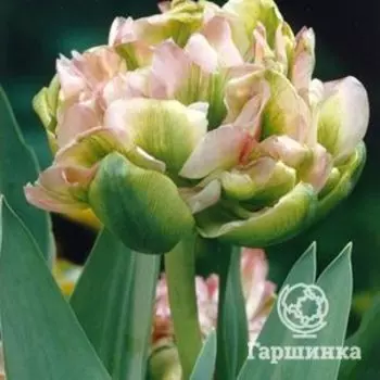 Тюльпан Дабл Вири махровый 5шт