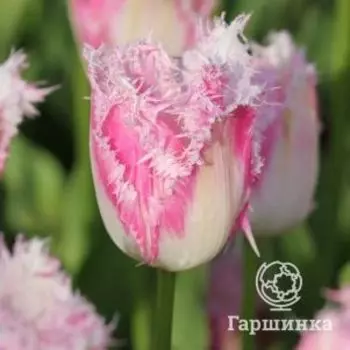 Тюльпан Даллас бахромчатый 5 шт