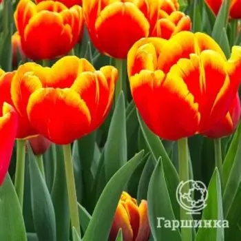 Тюльпан Дания Триумф 5шт