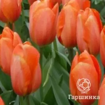 Тюльпан Дарвиоранж Дарвина 5шт