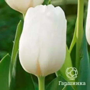 Тюльпан Дарвисноу Дарвина 5шт
