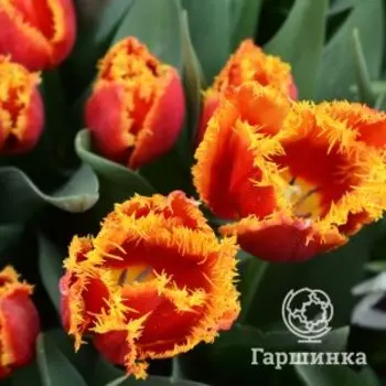 Тюльпан Давенпорт бахромчатый 5 шт