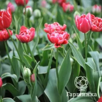 Тюльпан Даззлинг Сенсейшн махровый поздний 2 шт