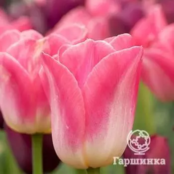 Тюльпан Династия Триумф 5шт