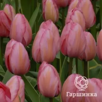 Тюльпан Дизайн Импрешн Дарвина 5шт