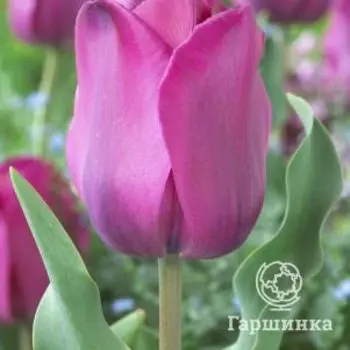 Тюльпан Дон Кихот, Триумф 5шт